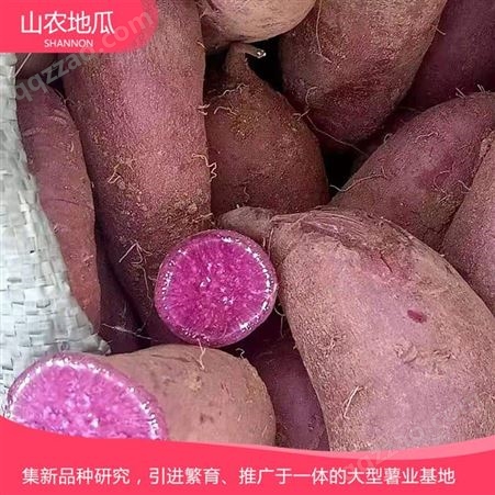 山东济南菏泽红丹地瓜种植 商薯19地瓜苗批发 西瓜红价格