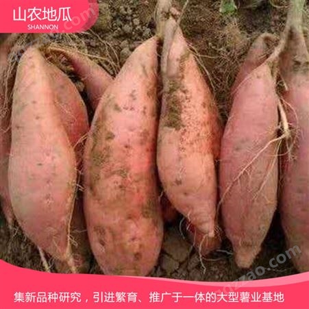 秦薯8号 地瓜红薯苗 含糖度高 山农蜜薯供应 脱毒番薯