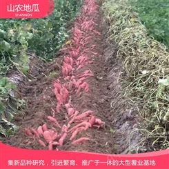 山东枣庄菏泽红丹地瓜种植 供应济薯26号地瓜苗 西瓜红价格