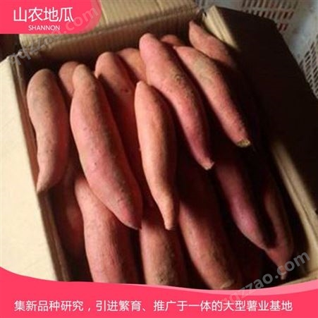 山东威海菏泽红丹地瓜种植 商薯19地瓜苗批发 西瓜红价格