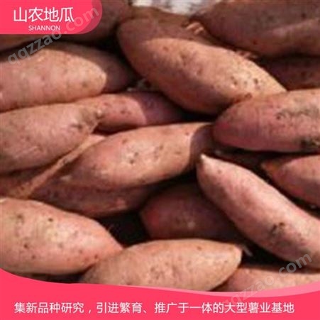 安徽合肥 地瓜苗种植基地 红薯种苗价格 高品质地瓜苗批发