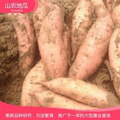 山东烟台 地瓜苗种植基地 红薯种苗价格 高品质地瓜苗批发