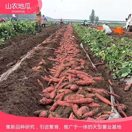 山东枣庄菏泽红丹地瓜种植 供应济薯26号地瓜苗 西瓜红价格