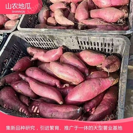 山东莱芜菏泽红丹地瓜种植 商薯19地瓜苗批发 西瓜红价格