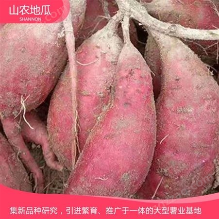 济薯地瓜苗厂家 红薯地瓜苗基地 支持批发