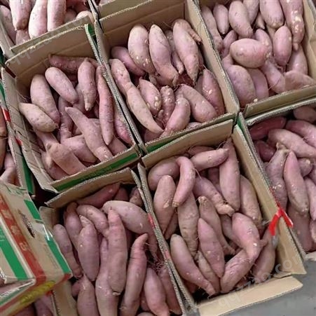 济薯25 红薯苗 地瓜苗 商薯19地瓜苗