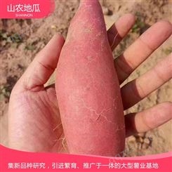 山东枣庄澳州紫白地瓜 商薯19地瓜苗批发 西瓜红价格