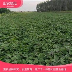 山东潍坊菏泽红丹地瓜种植 商薯19地瓜苗批发 西瓜红价格