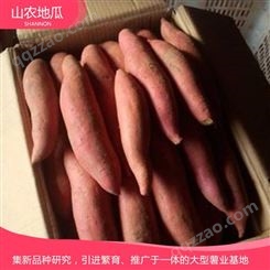 济薯地瓜苗厂家 红薯地瓜苗基地 支持批发