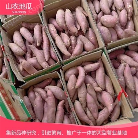 山东威海菏泽红丹地瓜种植 商薯19地瓜苗批发 西瓜红价格