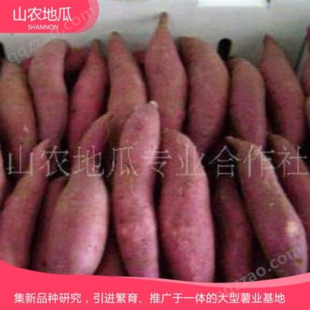 秦薯8号 地瓜红薯苗 含糖度高 山农蜜薯供应 脱毒番薯