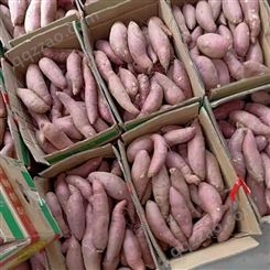 济薯地瓜销售价格 山东地瓜种植基地 支持选购