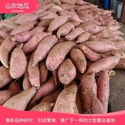 山东烟台澳州紫白地瓜 供应济薯26号地瓜苗 西瓜红价格