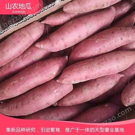 安徽宣城澳州紫白地瓜 商薯19地瓜苗批发 西瓜红价格