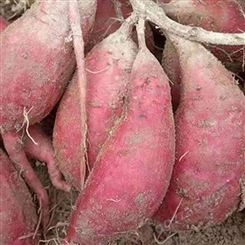 红薯地瓜苗基地 菏泽地瓜苗种植厂家 欢迎咨询
