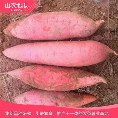 山东烟台 地瓜苗种植基地 红薯种苗价格 高品质地瓜苗批发