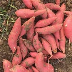 红薯地瓜销售供应  山农地瓜